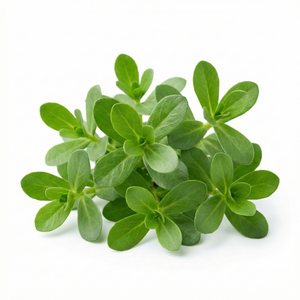 Brahmi