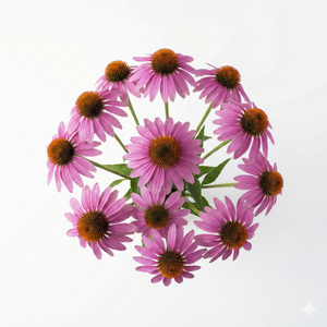Echinacea