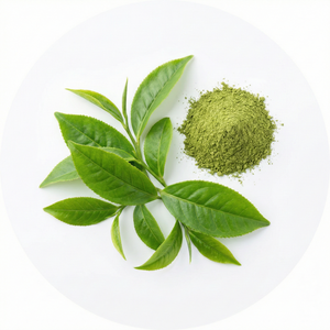 Green Tea Extract