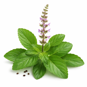 Tulsi